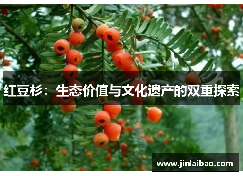 红豆杉：生态价值与文化遗产的双重探索
